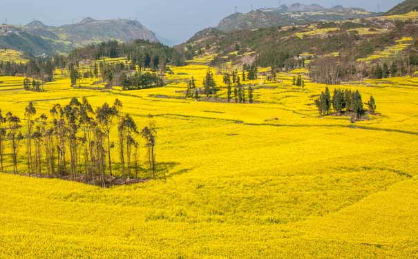 云南春节旅游：罗平油菜花基地