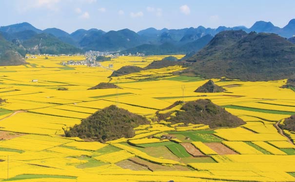 云南春节旅游：罗平油菜花基地