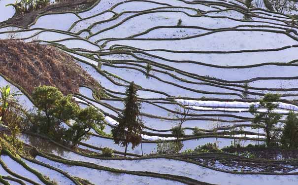 红河元阳哈尼梯田景色-重庆旅行社