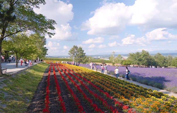 日本旅游：北海道富田农场