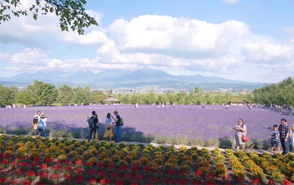 日本旅游：北海道富田农场