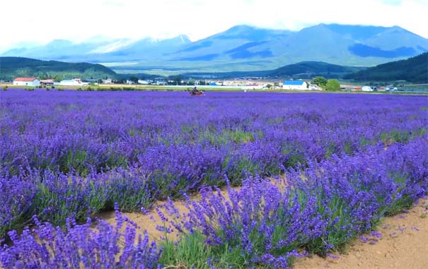 日本北海道旅游：富良野薰衣草田