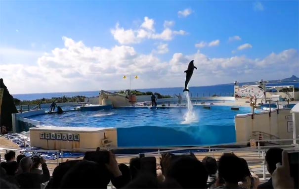 日本旅游：冲绳海洋博公园海豚表演