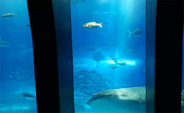 日本旅游：冲绳海洋博公园美丽水族馆
