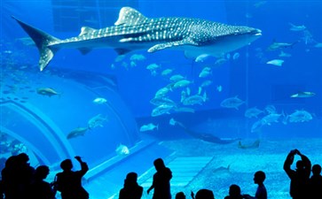 日本冲绳鲸鲨馆-日本冲绳旅游