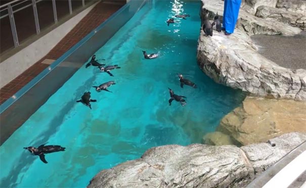 日本旅游：长崎企鹅水族馆