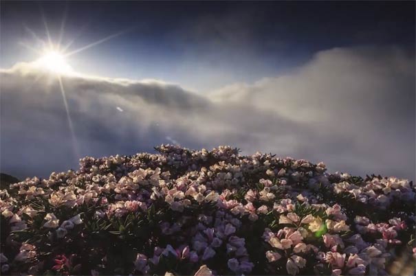 贵州旅游：雷公山杜鹃花开