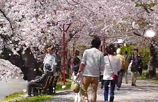 日本旅游：伊豆中伊豆樱花隧道