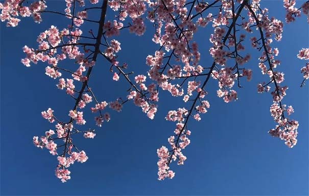 日本旅游：伊豆丸山运动公园樱花