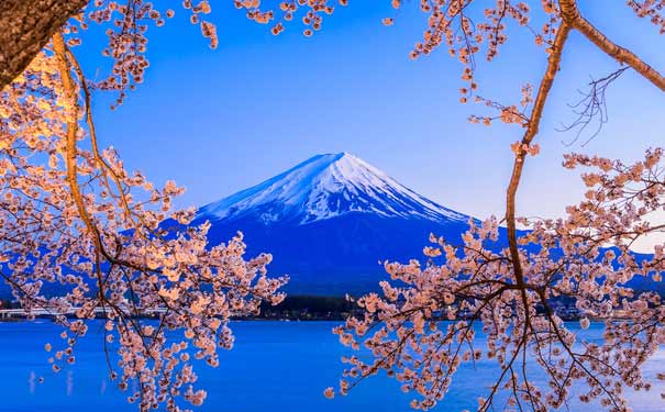 日本旅游：富士山河口湖春季樱花