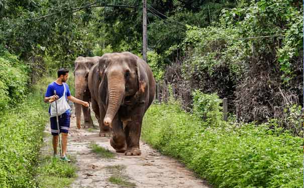 春节泰国清迈旅游：大象训练营