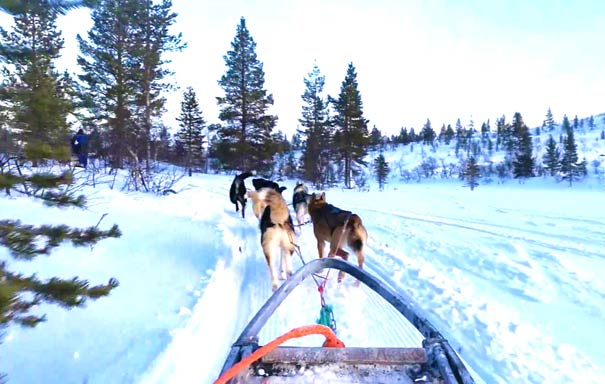 冬季欧洲芬兰旅游：芬兰拉普兰狗拉雪橇