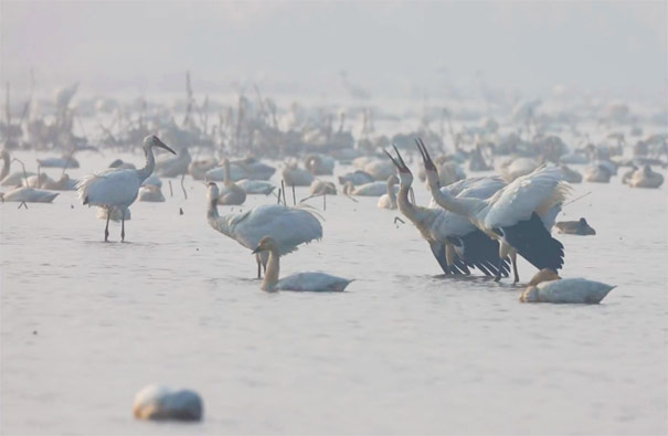 冬季旅游观候鸟推荐：江西鄱阳湖白鹤