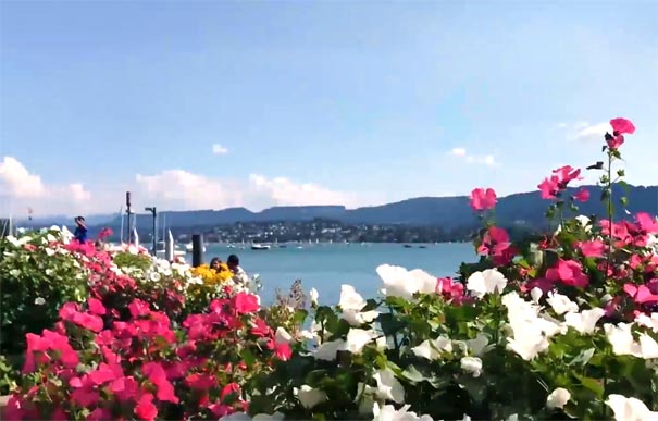 瑞士旅游：苏黎世湖夏季花开