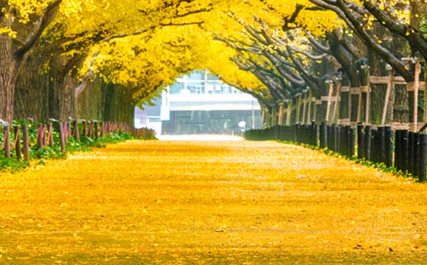 韩国首尔旅游介绍：南怡岛落叶