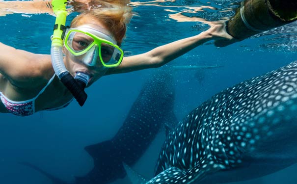 菲律宾宿务旅游：出海观鲸鲨
