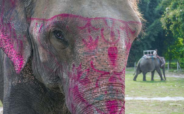 尼泊尔旅游：奇特旺国家公园大象