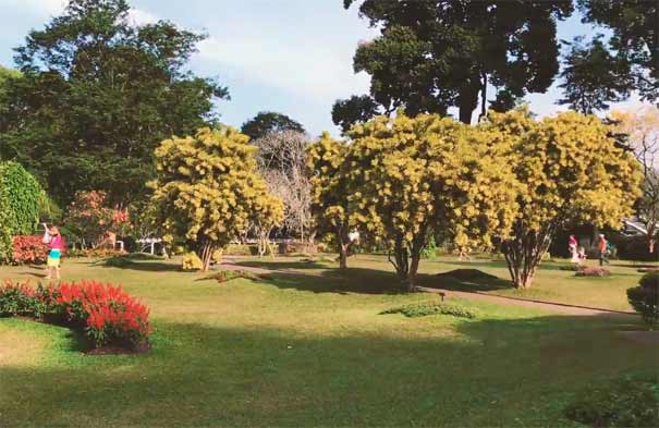 斯里兰卡旅游：康提皇家植物园