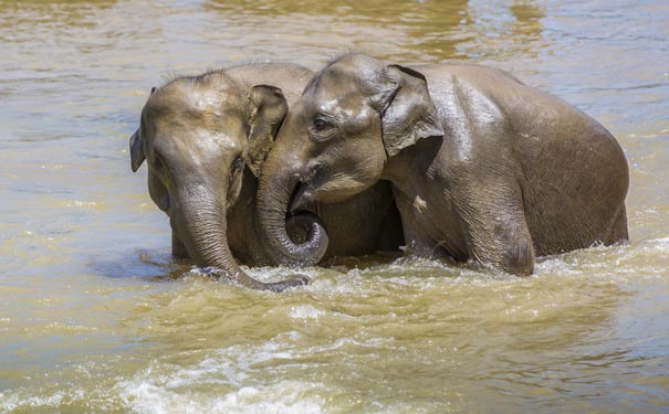 斯里兰卡旅游：大象孤儿院