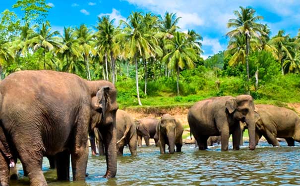 斯里兰卡旅游：大象孤儿院象群