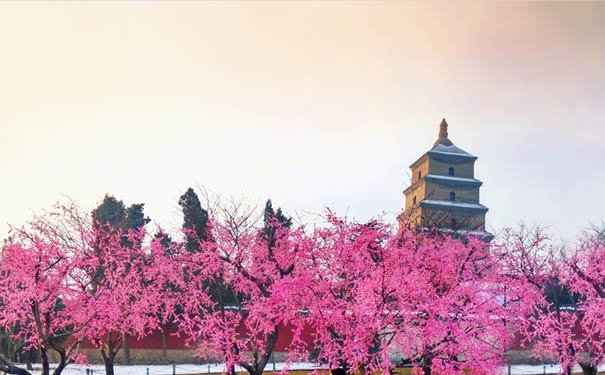 西安旅游：大雁塔春季景色