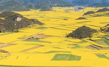 云南罗平油菜花旅游-重庆到云南赏花旅游