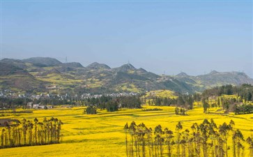 云南罗平油菜花旅游-重庆到云南赏花旅游