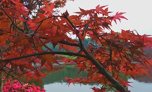 重庆赏花好去处：南湖畔多彩植物园