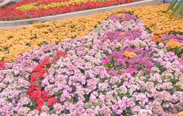 春季重庆赏花地图：南岸区南山植物园