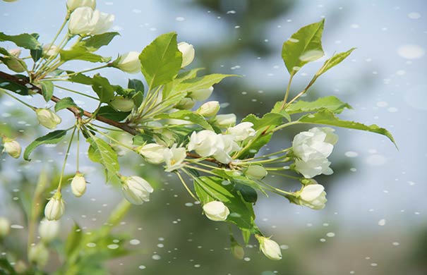 春季重庆赏花地图：巴南区二圣梨花