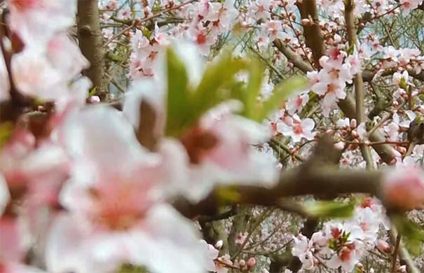 春季重庆赏花地图：沙坪坝区虎峰山桃花