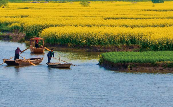 春季重庆赏花地图：潼南油菜花