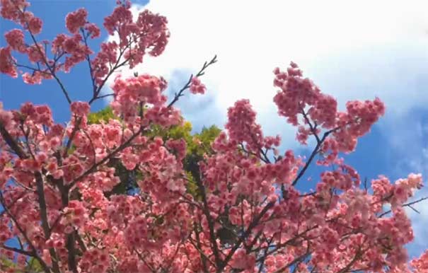 日本旅游赏樱花时间地点：冲绳名护城樱花