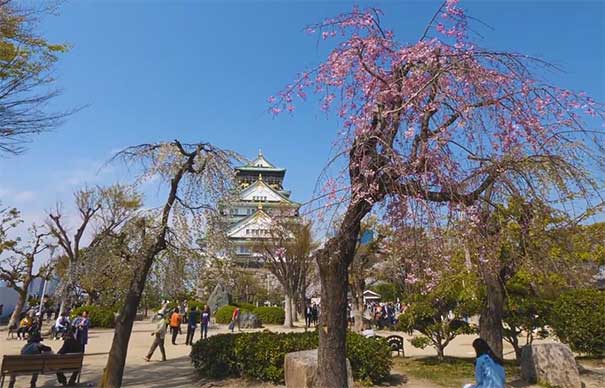 日本旅游赏樱花时间地点：大阪城公园樱花