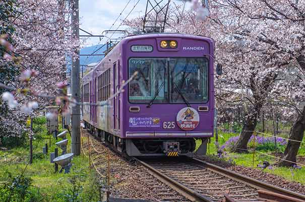 日本旅游京都赏樱地推荐：岚电樱花隧道