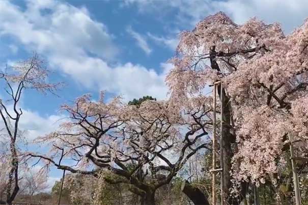 日本旅游京都赏樱地推荐：醍醐寺