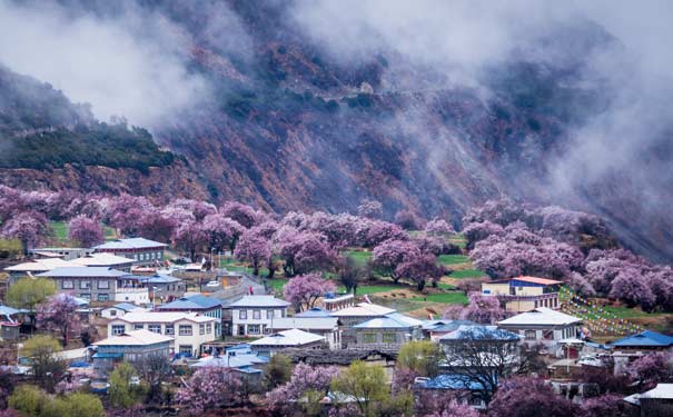 林芝赏桃花好去处