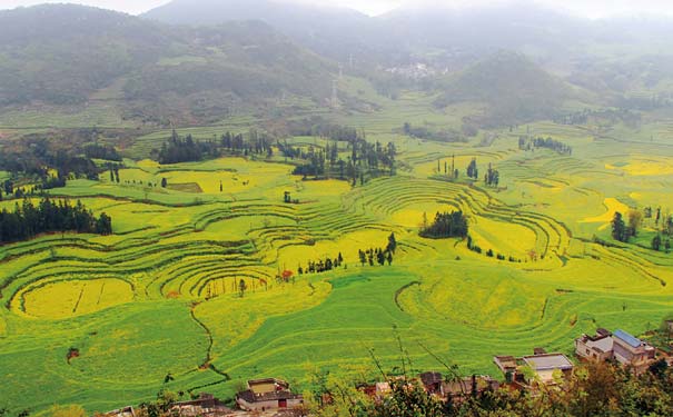 云南旅游：罗平油菜花