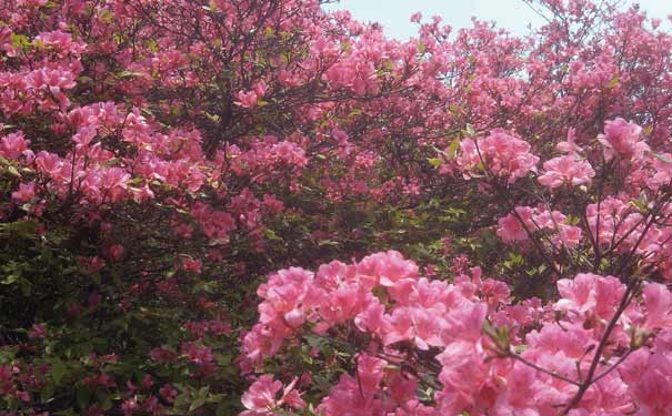 四川旅游春季赏花地推荐：峨眉山杜鹃花