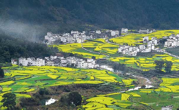 婺源旅游：婺源油菜花开