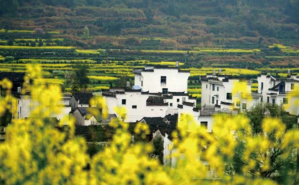 婺源旅游：婺源油菜花开