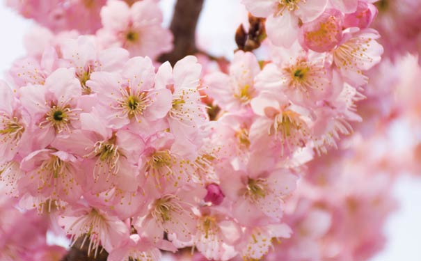 四川春季赏花活动表：凤凰湖湿地樱花节