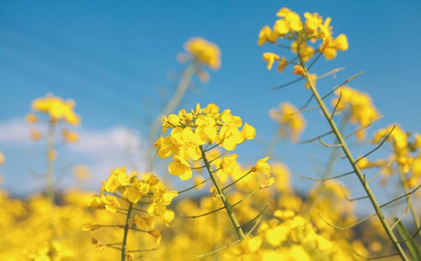 四川春季赏花活动表：三溪油菜花节