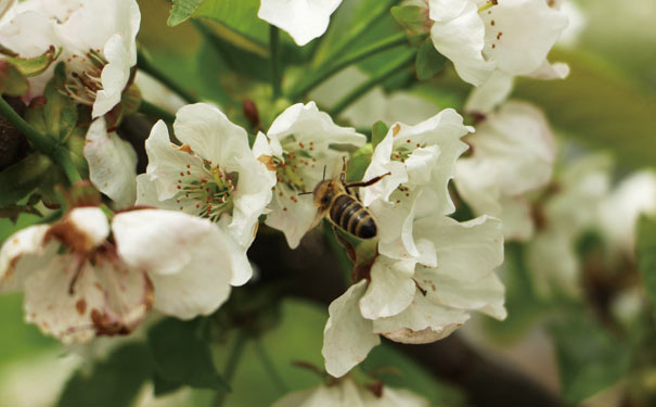 3月重庆赏樱桃花地点推荐：南川金佛山樱桃花