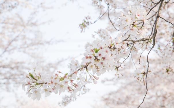 3月重庆赏樱花地点推荐：重庆邮电大学樱花