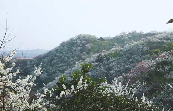 3月重庆赏李花地点推荐：统景印盒李花