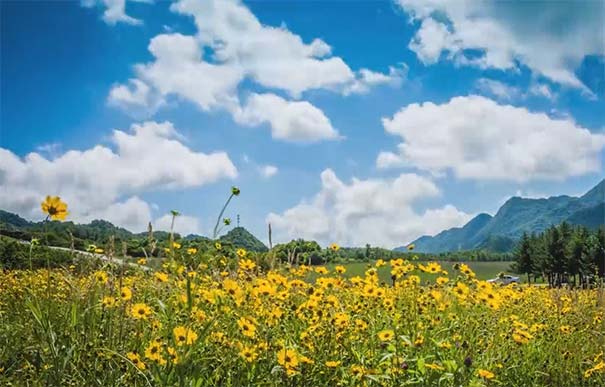 巫溪红池坝花海