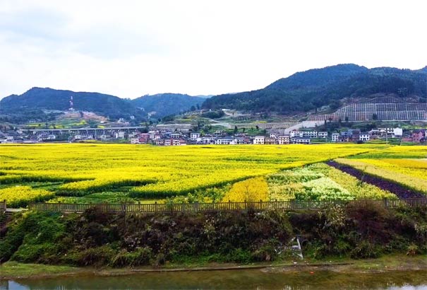 南川北固油菜花-重庆中国青年旅行社