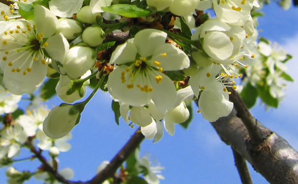 春季昆明赏花哪里好：赏梨花