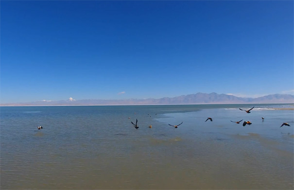 西藏旅游景点：玛旁雍错圣湖中水鸟